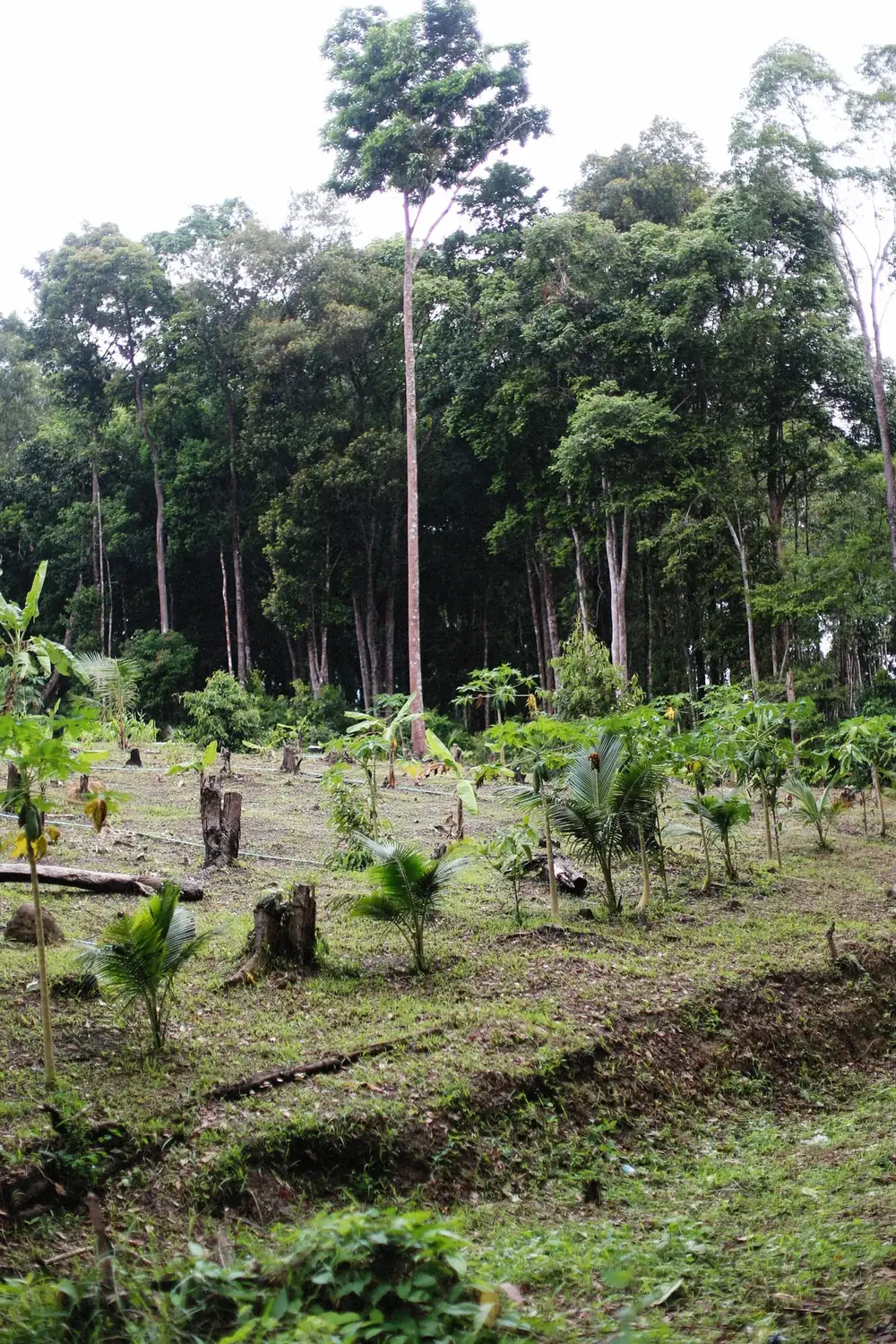Claro de bosque en recuperación con plántulas creciendo entre tocones