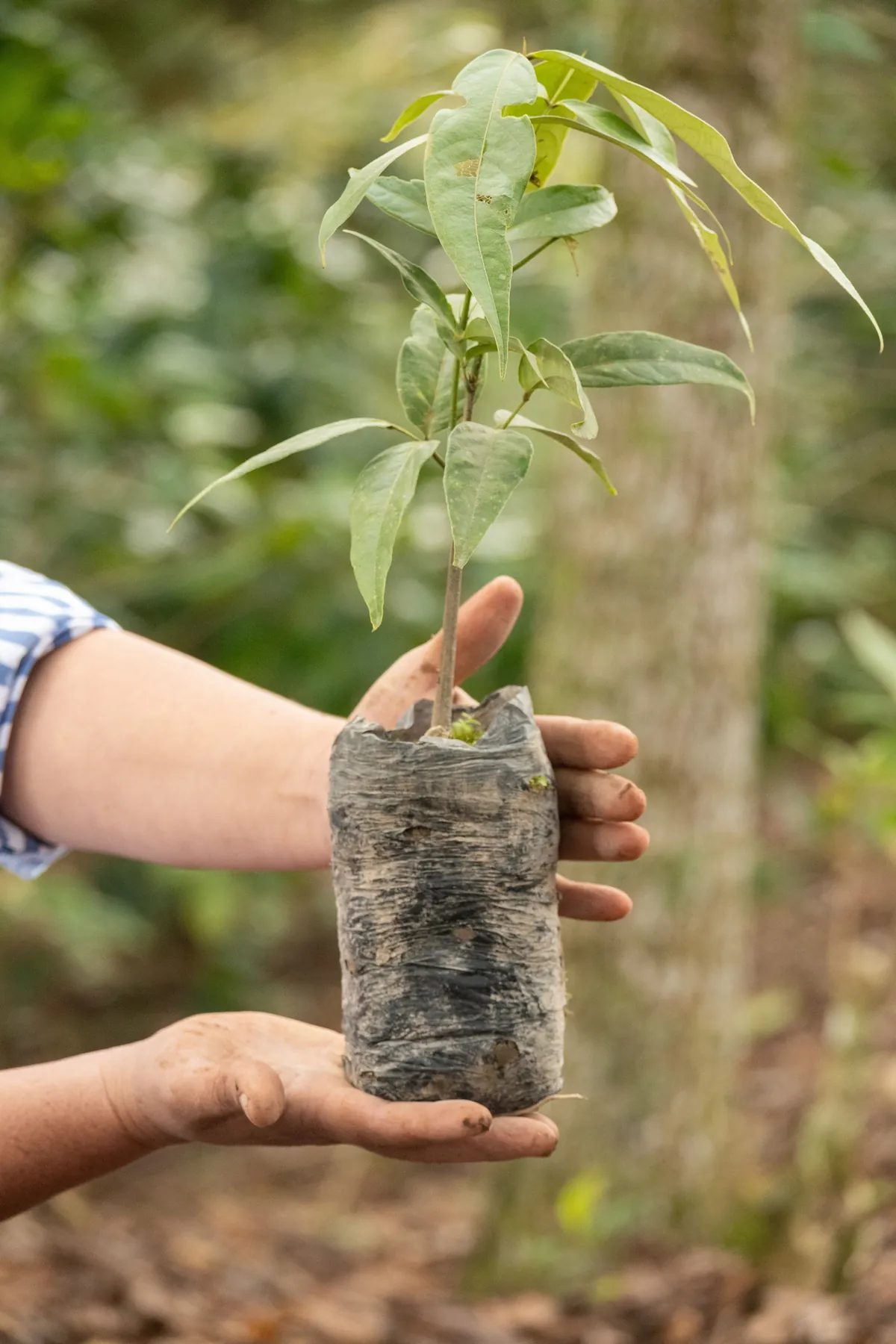 Manos sosteniendo una plántula nativa en bolsa de vivero