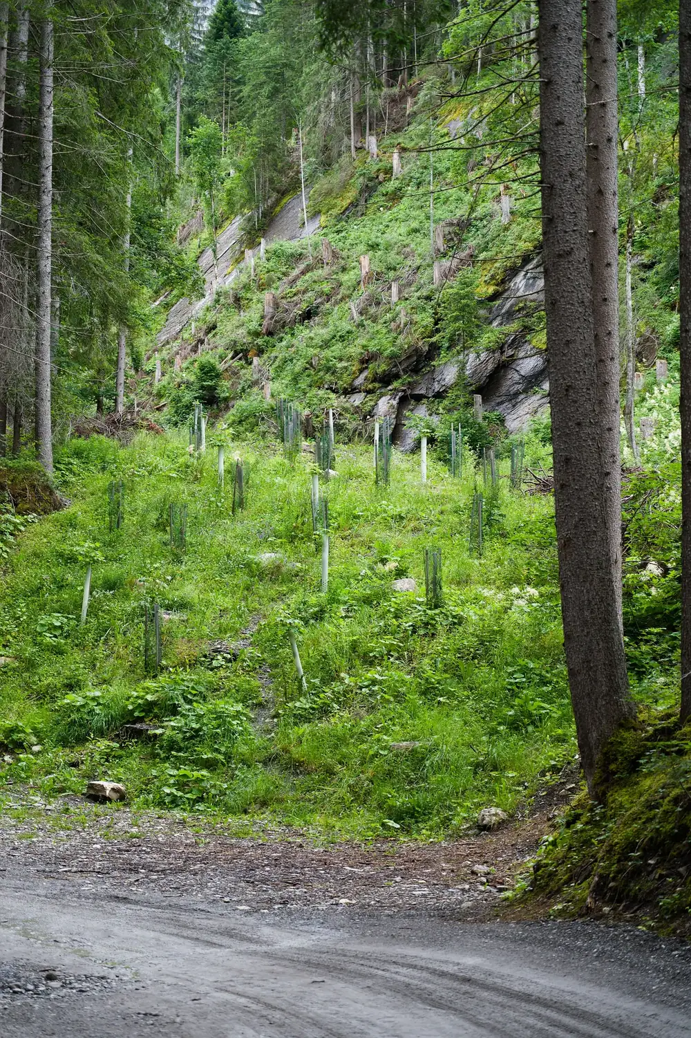 Ladera reforestada con plántulas protegidas por tutores