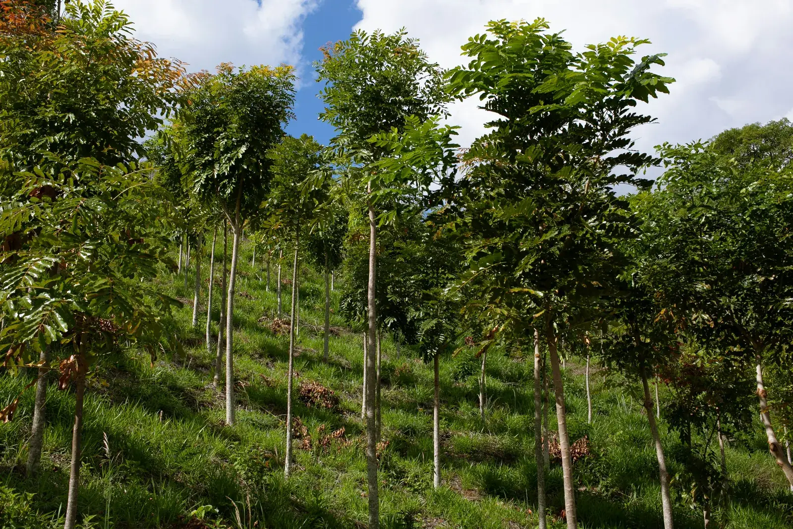 Plantación joven de árboles nativos en una ladera