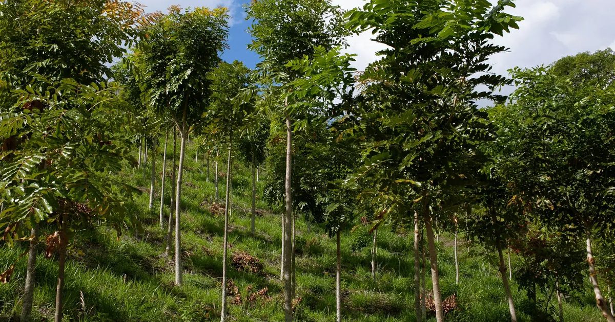 Portada del análisis de la Ley del Árbol 2173