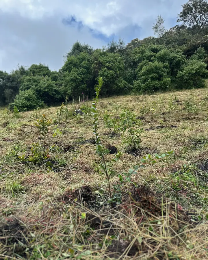 Plantas jóvenes sembradas en una ladera junto a una zona arbolada