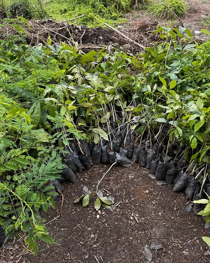 Plántulas en bolsa de vivero listas para la siembra