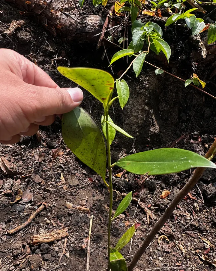 Mano revisando la hoja de una planta joven sembrada