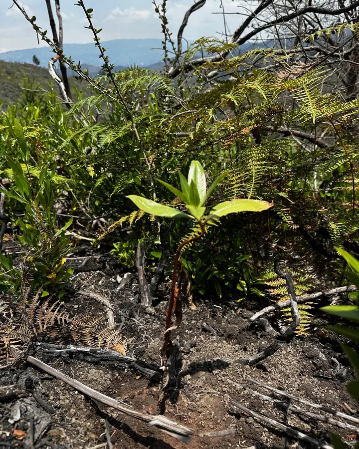 Plántula sembrada entre vegetación, con montañas al fondo