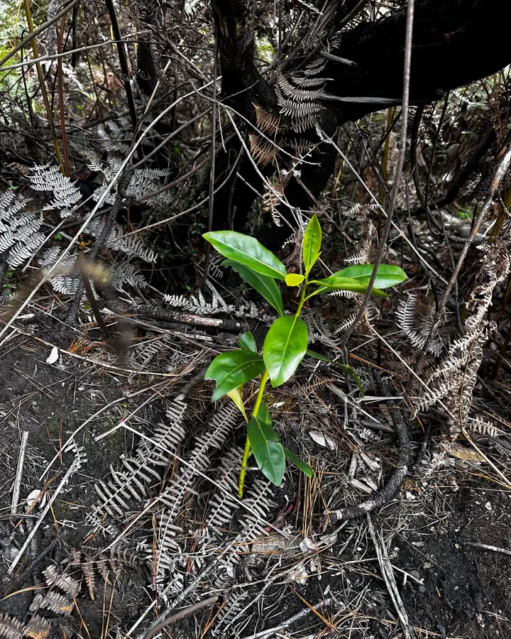Planta joven sembrada entre helechos