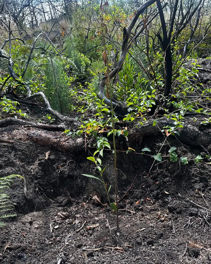 Planta joven sembrada en un área en restauración