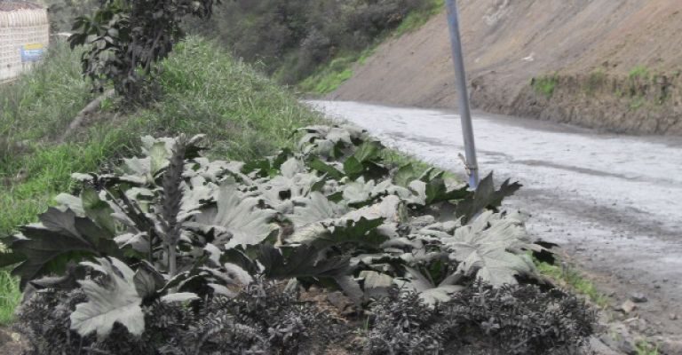 Empradización-2